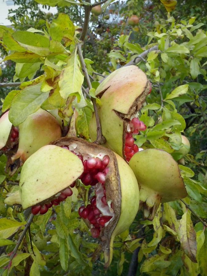 L'Ape In Corte Casa Di Campagna, Via Francigena Stanze E Colazione Vaccarizza Kültér fotó