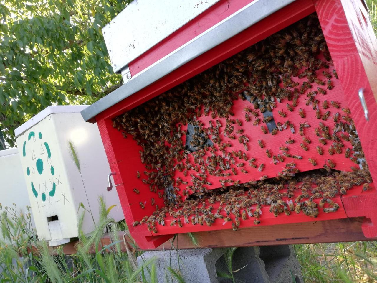 L'Ape In Corte Casa Di Campagna, Via Francigena Stanze E Colazione Vaccarizza Kültér fotó